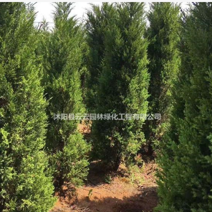 大量檜柏出售 檜柏價(jià)格