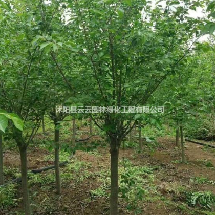 各種規(guī)格的紅梅出售 紅梅報(bào)價(jià)