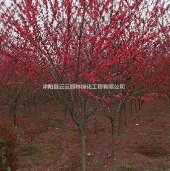 沭陽縣云云園林綠化工程有限公司出售紅葉碧桃