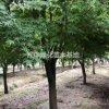 苗圃雞爪槭1一20雞爪槭基地雞爪槭價格雞爪槭圖片雞爪槭行情