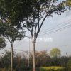 精品欒樹3一20欒樹基地/欒樹價格/欒樹產地/欒樹圖片