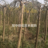 龍爪槐基地，垂槐價格3一15公分圖片/產地/行情