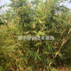 箬竹1一4米冠箬竹基地/箬竹價格/箬竹圖片/箬竹產地行情