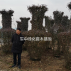 造型花瓶月季基地