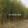 低價供應金鑲玉竹基地/價格/圖片