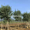 廣西宮粉紫荊介紹/特征/用途