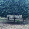 廣西桂花米徑15公分高度500cm冠幅400cm800元/株