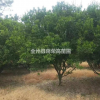 廣西桂花哪里好/哪家便宜