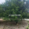 廣西桂林桂花價格優(yōu)惠/廣西桂花低價銷售