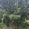 廣西全州縣蔣榮高苗圃桂花規(guī)格齊全
