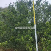 廣西桂林桂花行情報價/廣西桂林桂花圖片展示
