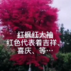 廣西紅大袖規(guī)格齊全/廣西紅大袖價格/報價