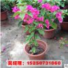 批發(fā)三角梅盆栽花苗 珍品重瓣三角梅盆栽 爬藤攀援花卉綠植