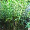 批發(fā)夾竹桃小苗園林觀花植物紅花夾竹桃苗規(guī)格齊全叢生夾竹桃
