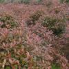 湖南紅葉石楠基地