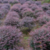紅花繼木