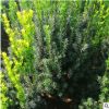 新品基地直銷紅豆杉樹苗庭院工程用苗盆栽四季常青紅豆杉盆景苗