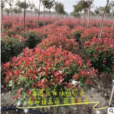 供應(yīng)：精品冬青球金森女貞球大葉黃楊球等大小各種規(guī)格綠化工程苗