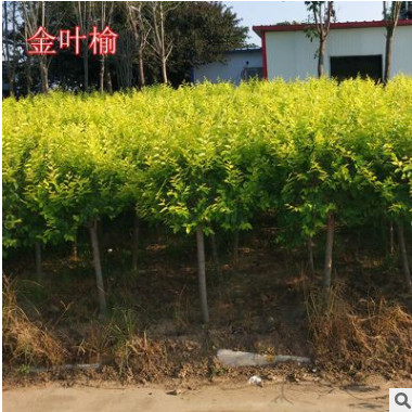 金葉榆樹(shù)苗黃金榆苗辟邪樹(shù)黃金榆枝葉金黃色食用榆樹(shù)盆景榆樹(shù)小苗