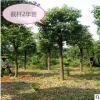直銷工程綠化用苗香樟大葉樹苗四季常青小苗庭院種植地栽綠化苗