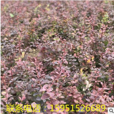 紅葉小檗苗圃庭院綠籬色塊類(lèi)彩色工程小區(qū)綠化苗紫葉紅葉小波小苗