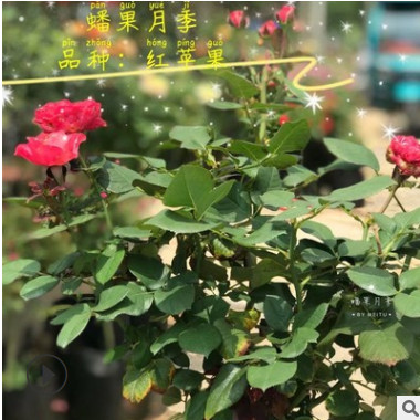 四季花卉盆栽 歐月樹(shù)狀月季精品棒棒糖 樹(shù)樁大苗 陽(yáng)臺(tái)庭院包郵