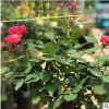 四季花卉盆栽 歐月樹狀月季精品棒棒糖 樹樁大苗 陽臺庭院包郵