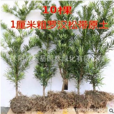 羅漢松樹(shù)苗小葉雀舌珍珠米葉羅漢松盆景小苗大型樹(shù)庭院綠植造型樹(shù)