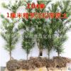 羅漢松樹苗小葉雀舌珍珠米葉羅漢松盆景小苗大型樹庭院綠植造型樹