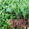 雀舌黃楊 園林綠化 庭院種植 苗木批發 量大優惠規格全齊基地直銷