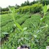 梔子花 濃香型園林綠化工程 基地直銷 量大優惠規格全齊