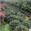 茶梅 園林綠化庭院種植基地直銷量大優惠批發灌木苗木