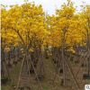 黃花風鈴木 生態園林綠化工程庭園觀賞喬木批發基地銷售苗木