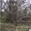 紫葉李苗木 紅葉李 櫻桃李 喬木景觀 基地直銷 綠化工程 園林批發