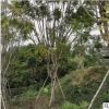 藍花楹 庭院種植 觀景綠化工程基地直銷規格齊全供應批發量大優惠