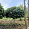 小葉梔子花 園林綠化工程 基地直銷 批發(fā) 量大優(yōu)惠 庭院種植 地被