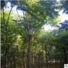 欒樹木苗 批發(fā)綠化 黃山欒樹 北京欒樹 規(guī)格齊全基地直銷