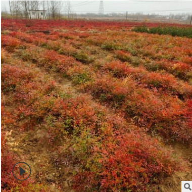 南天竹 南天竺園林綠化基地批發直銷庭院種量大優惠四季常青
