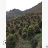 桂花樹 供應(yīng)批發(fā)地籠桂八月桂苗木 園林綠化庭院 工程苗木