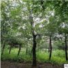 供應(yīng)樸樹廣西樸樹 占地工程綠化苗 量大優(yōu)惠基地直銷 園林景觀