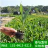 美人蕉地被苗袋苗 可盆栽紅艷蕉、小花美人蕉、小芭蕉綠化苗木