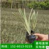 山管蘭地被苗 綠化袋苗、基地直銷、量大價優、品種多樣