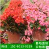 海棠花 盆栽 綠化苗木 基地直銷四季海棠家居