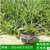 蔥蘭 韭菜蘭地被苗 室內庭院盆栽花卉四季開花蔥蘭草
