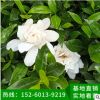 梔子花 袋苗 梔子花盆栽地栽 園林景觀工程供應