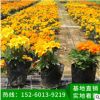 孔雀草 萬壽菊種苗直銷優質大花孔雀草 四季播 陽臺種植花卉