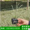 銀邊草，地被銀邊草 銀邊草袋苗 銀邊草盆栽