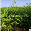 3公分刺槐樹價格 3公分洋槐樹苗批發 3公分香花槐樹苗價格