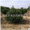 一米白皮松價格 2米3米4米5米白皮松樹苗育苗基地