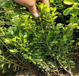 蕭山基地出售 瓜子黃楊 各種規(guī)格 工程 公路 公園 量大優(yōu)惠